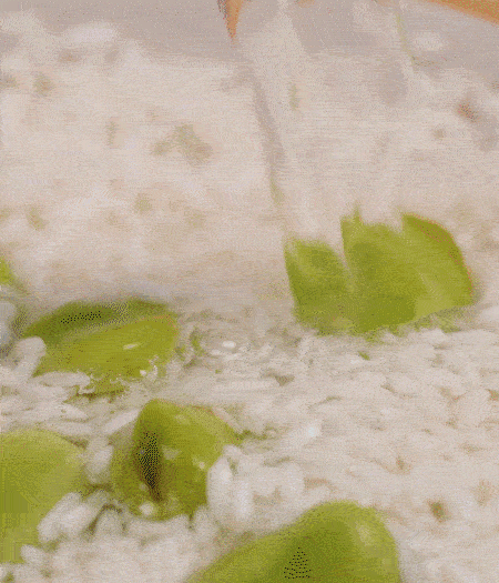 鍋底抹油，將淘洗干凈的大米，加蠶豆、清水，蓋蓋中火煮。